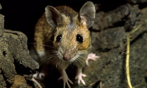 wood_mouse